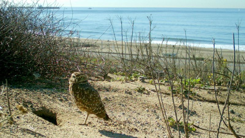 Burrowing owl